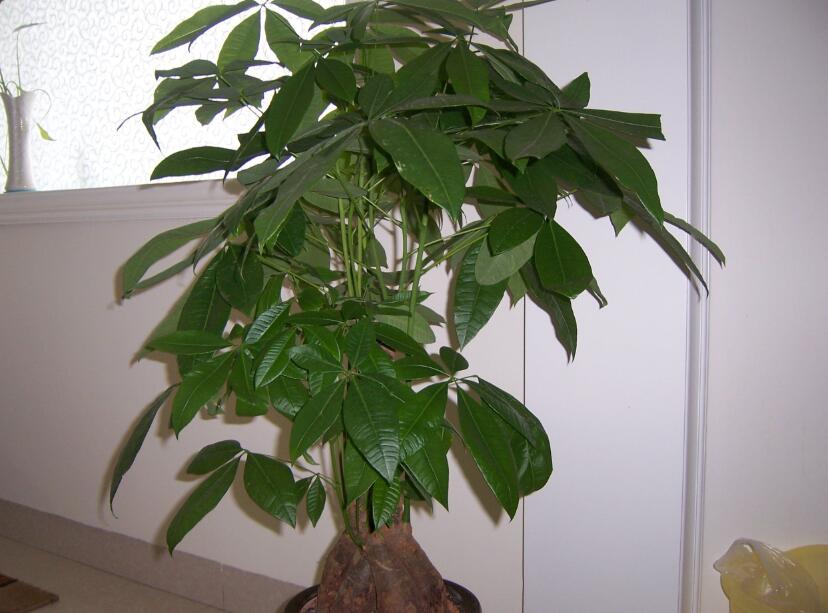 适宜盆栽的阴生植物有哪些，好养的阴性植物