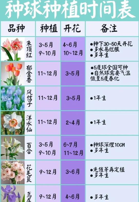 花园种球种植时间表（整理最全） 