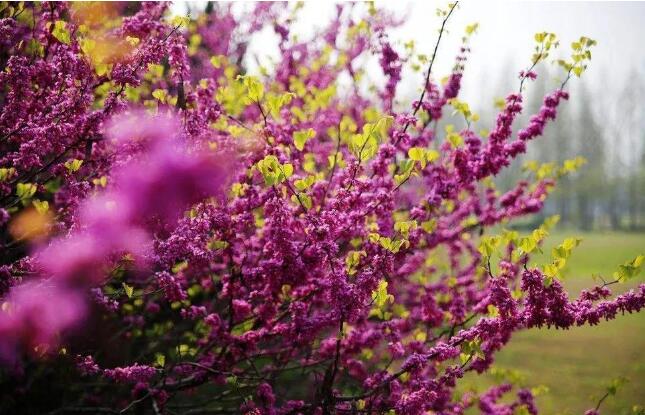 紫荆花树种特点 紫荆树的特点