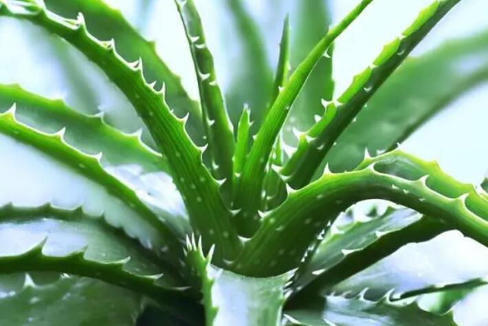 吸甲醛的室内植物排名 吸甲醛的植物